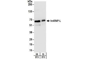 Western Blotting (WB) image for anti-Heterogeneous Nuclear Ribonucleoprotein L (HNRNPL) (C-Term) antibody (ABIN7795592)