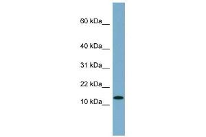 RPS27L antibody used at 1 ug/ml to detect target protein. (RPS27L 抗体  (N-Term))