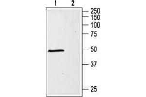 Western blot analysis of rat brain lysates: - 1.