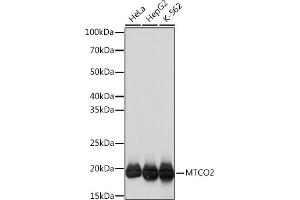 Western blot analysis of extracts of various cell lines, using MTCO2 Rabbit mAb (ABIN7266638) at 1:1000 dilution. (COX2 抗体)