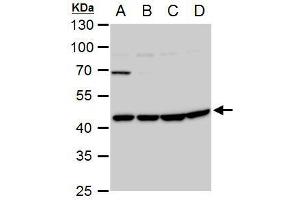 WB Image WNT11 antibody detects WNT11 protein by western blot analysis. (WNT11 抗体  (Center))
