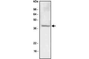 Western blot analysis of A-549 (lung carcinoma) cell lysate was resolved by SDS - PAGE , transferred to PVDF membrane and probed with LYVE1 monoclonal antibody , clone 4G1 (1 : 500)  . (LYVE1 抗体  (AA 25-235))