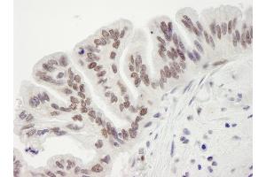 Immunohistochemistry (IHC) image for anti-Retinoblastoma Binding Protein 7 (RBBP7) (C-Term) antibody (ABIN7448758) (RBBP7 抗体  (C-Term))