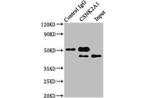 Immunoprecipitating CSNK2A1 in Hela whole cell lysate Lane 1: Rabbit control IgG instead of ABIN7146885 in Hela whole cell lysate. (CSNK2A1/CK II alpha 抗体  (AA 1-391))
