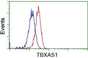 Image no. 2 for anti-thromboxane A Synthase 1 (Platelet) (TBXAS1) antibody (ABIN1501382) (TBXAS1 抗体)