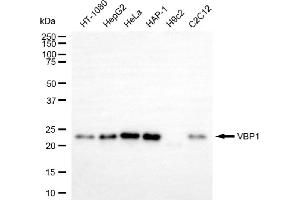 Western blotting analysis using VBP1 antibody (ABIN7799894).