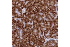 Immunohistochemical staining of human pancreas with TMEM97 polyclonal antibody  shows strong cytoplasmic positivity in exocrine glandular cells. (TMEM97 抗体)