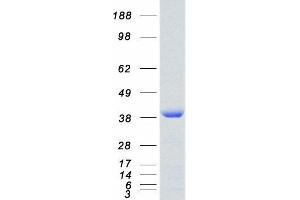 Western Blotting (WB) image for SET Nuclear Oncogene (SET) (Transcript Variant 2) protein (Myc-DYKDDDDK Tag) (ABIN2731861)