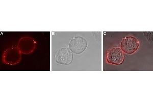 Expression of EphA1 in human MCF-7 cells - Cell surface detection of EphA1 in live intact MCF-7 breast adenocarcinoma cells. (EPHA1 抗体  (Extracellular))