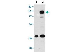 Western blot analysis of PROX1 (arrow) using PROX1 polyclonal antibody . (PROX1 抗体  (C-Term))