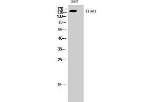 Western Blotting (WB) image for anti-Receptor Tyrosine-Protein Kinase ErbB-3 (ERBB3) (N-Term) antibody (ABIN3184533) (ERBB3 抗体  (N-Term))