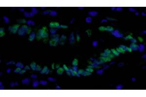 Immunofluorescence (IF) image for anti-Proliferating Cell Nuclear Antigen (PCNA) (C-Term) antibody (ABIN7448997)