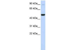 WB Suggested Anti-KIF2A Antibody Titration:  0. (KIF2A 抗体  (Middle Region))