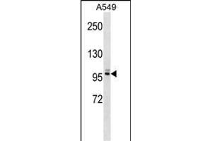 PLEKHG5 Antibody (N-term) (ABIN1539124 and ABIN2848918) western blot analysis in A549 cell line lysates (35 μg/lane).