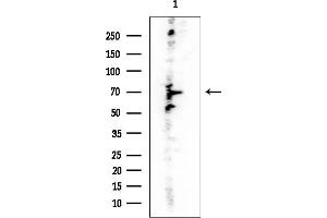 anti-Transmembrane and Coiled-Coil Domains 3 (TMCO3) antibody