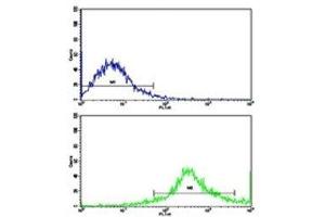 Flow cytometric analysis of Jurkat cells using CD8B antibody (bottom histogram) compared to a negative control (top histogram). (CD8B 抗体  (AA 64-92))