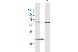 Western Blot analysis of GZMK expression in transfected 293T cell line by GZMK MaxPab polyclonal antibody. (GZMK 抗体  (AA 1-264))