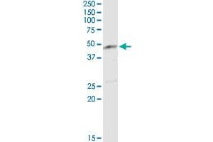 ENO3 MaxPab rabbit polyclonal antibody. (ENO3 抗体  (AA 1-434))
