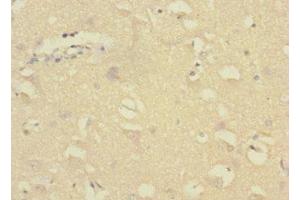 Immunohistochemistry of paraffin-embedded human brain tissue using ABIN7154473 at dilution of 1:100 (GADD45G 抗体  (AA 1-159))