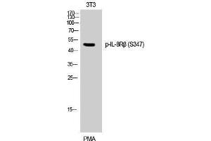 Western Blotting (WB) image for anti-Chemokine (C-X-C Motif) Receptor 2 (CXCR2) (pSer347) antibody (ABIN3182813) (CXCR2 抗体  (pSer347))