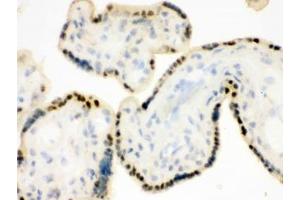 IHC testing of frozen human placental tissue with DDB1 antibody.