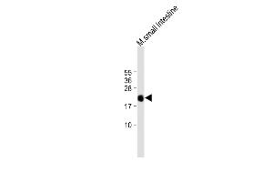 All lanes : Anti-REG3G Antibody (Center) at 1:1000 dilution Lane 1: mouse small intestine tissue lysate Lysates/proteins at 20 μg per lane. (REG3g 抗体  (AA 89-116))