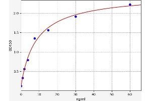 Matrix Extracellular phosphoglycoprotein (MEPE) ELISA Kit