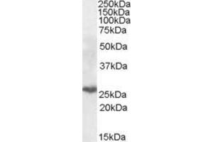 Western Blotting (WB) image for anti-Proteasome (Prosome, Macropain) Subunit, beta Type 10 (PSMB10) (Internal Region) antibody (ABIN571002)