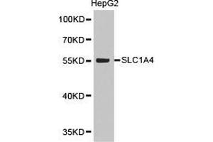 Western Blotting (WB) image for anti-Solute Carrier Family 1 (Glutamate/Neutral Amino Acid Transporter), Member 4 (SLC1A4) antibody (ABIN1874808) (SLC1A4 抗体)