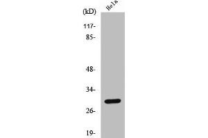 Western Blot analysis of HeLa cells using Cleaved-Cathepsin L1 HC (T288) Polyclonal Antibody (Cathepsin L 抗体  (Cleaved-Thr288))