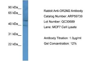 WB Suggested Anti-OR2M2  Antibody Titration: 0. (OR2M2 抗体  (C-Term))