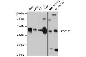 Western blot analysis of extracts of various cell lines, using CDC123 antibody. (CDC123 抗体  (AA 1-336))