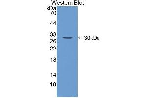 Western Blotting (WB) image for anti-Fibroblast Growth Factor 23 (FGF23) (AA 25-251) antibody (ABIN3207961) (FGF23 抗体  (AA 25-251))