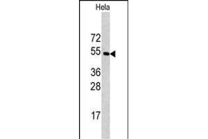Western blot analysis of CPE antibody (C-term) (ABIN392011 and ABIN2841790) in Hela cell line lysates (35 μg/lane). (CPE 抗体  (C-Term))