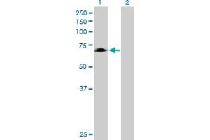 Western Blot analysis of RHPN1 expression in transfected 293T cell line by RHPN1 MaxPab polyclonal antibody.