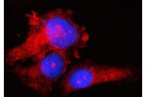 IF analysis of RPS17 using anti-RPS17 antibody (ABIN7598984).