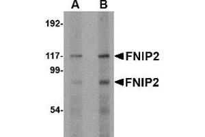 Western Blotting (WB) image for anti-Folliculin Interacting Protein 2 (FNIP2) (C-Term) antibody (ABIN1030400) (FNIP2 抗体  (C-Term))