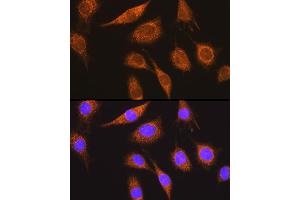 Immunofluorescence analysis of L929 cells using MUT Rabbit pAb (ABIN1680932, ABIN3018357, ABIN3018358 and ABIN6220443) at dilution of 1:100 (40x lens). (MUT 抗体  (AA 451-750))