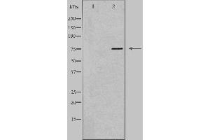 Western blot analysis of extracts from mouse heart cells using AKAP8 antibody.