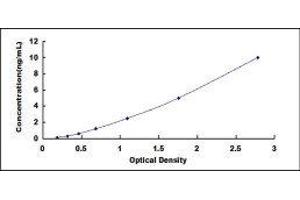 Stathmin 1 (STMN1) ELISA Kit