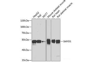 Western blot analysis of extracts of various cell lines using SMYD1 Polyclonal Antibody at dilution of 1:1000. (SMYD1 抗体)