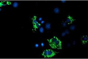 Immunofluorescence (IF) image for anti-Acyl-CoA Synthetase Family Member 2 (ACSF2) antibody (ABIN1496423)