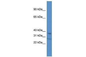Western Blot showing Tcea3 antibody used at a concentration of 1. (TCEA3 抗体  (C-Term))