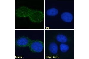 Immunofluorescence staining of fixed MCF7 cells with anti-GM2 ganglioside antibody L55-81.