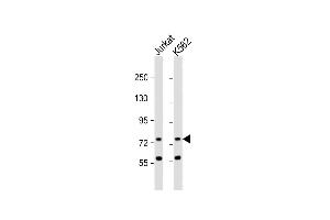 All lanes : Anti-ATG16L2 Antibody (Center ) at 1:1000 dilution Lane 1: Jurkat whole cell lysate Lane 2: K562 whole cell lysate Lysates/proteins at 20 μg per lane. (ATG16L2 抗体  (AA 277-304))
