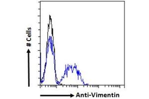 Flow Cytometry (FACS) image for anti-Vimentin (VIM) (C-Term) antibody (ABIN2613493)