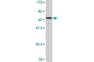 Western Blot detection against Immunogen (67. (RAGE 抗体  (AA 23-404))