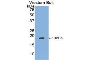 Western Blotting (WB) image for anti-Alpha2 Antiplasmin (SERPINF2) (AA 348-491) antibody (ABIN1172477) (alpha 2 Antiplasmin 抗体  (AA 348-491))