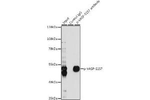 Immunoprecipitation (IP) image for anti-Vasodilator-Stimulated phosphoprotein (VASP) (pSer157) antibody (ABIN6136286)