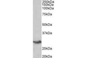 Image no. 1 for anti-V-Set Domain Containing T Cell Activation Inhibitor 1 (VTCN1) (AA 153-165) antibody (ABIN1105018) (VTCN1 抗体  (AA 153-165))